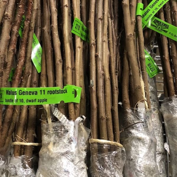 Rootstock