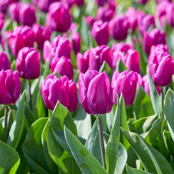 Single Early Tulips
