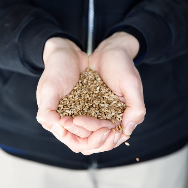 Barley