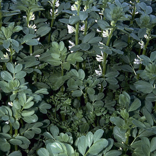 Bell Beans