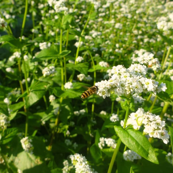 Buckwheat