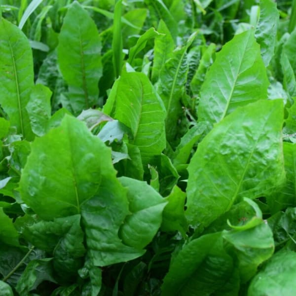 Forage Chicory