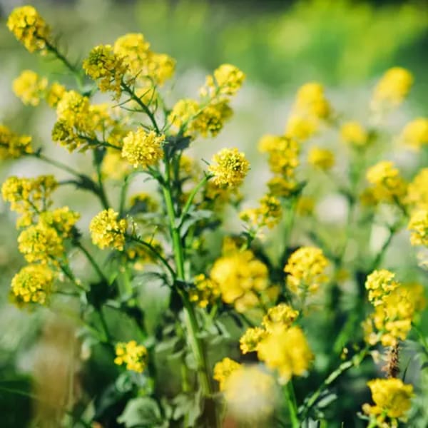 Mustard