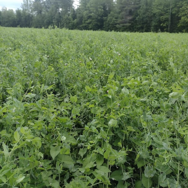 Field Peas