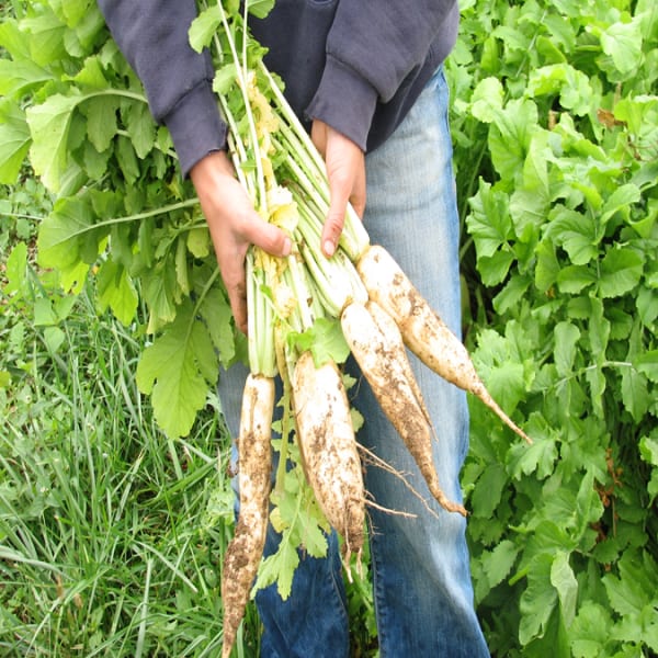 Daikon Radishes