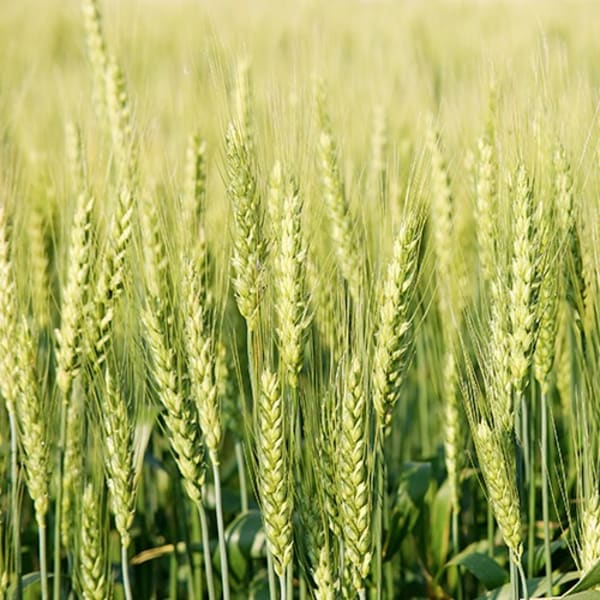 Winter Rye