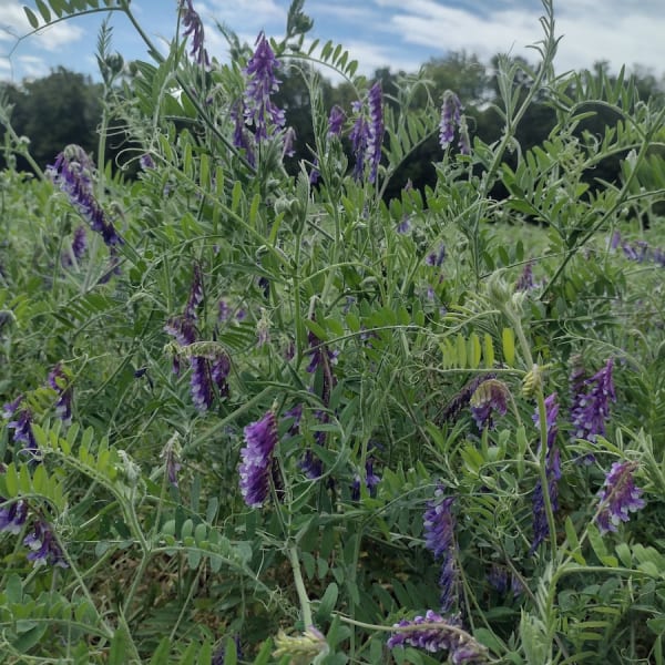 Hairy Vetch