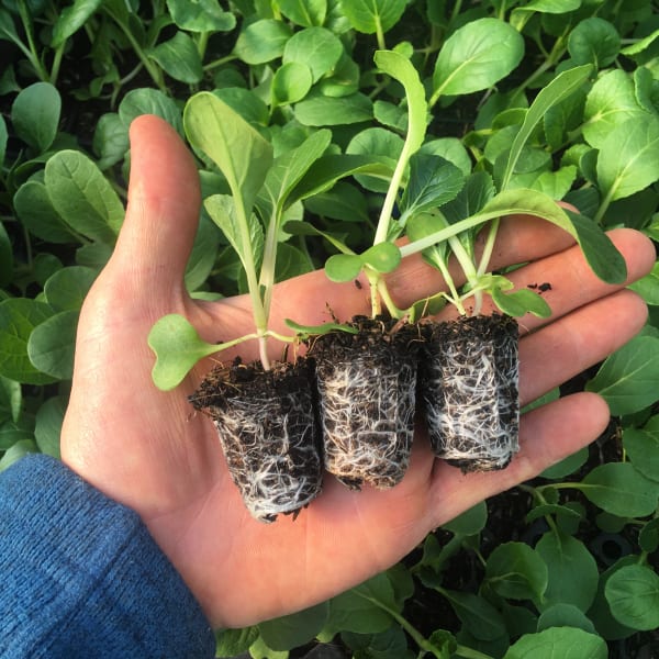 Potting Media