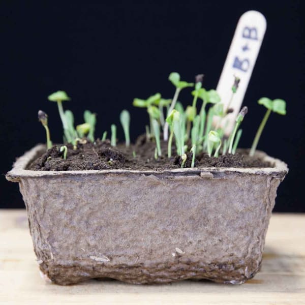 Biodegradable Pots