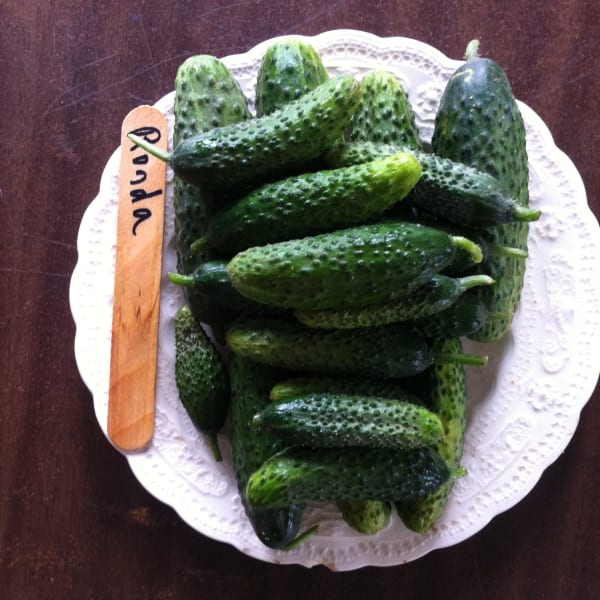 Pickling Cucumbers