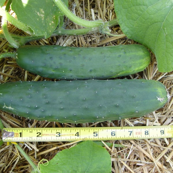 Slicing Cucumbers