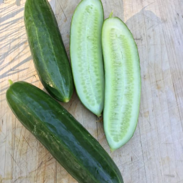Beit Alpha Cucumbers