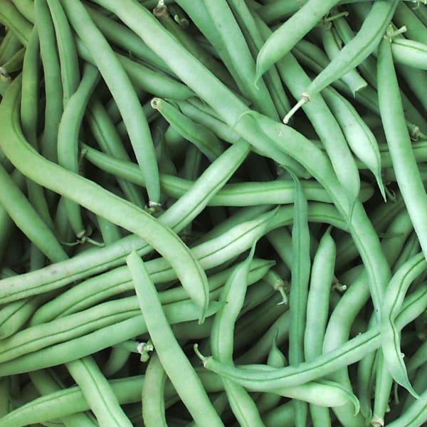 Bean Seeds - Fedco Seeds