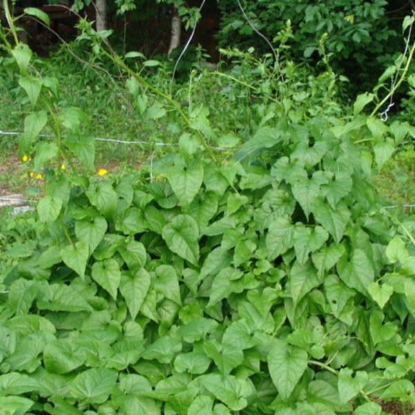 Perennial Greens
