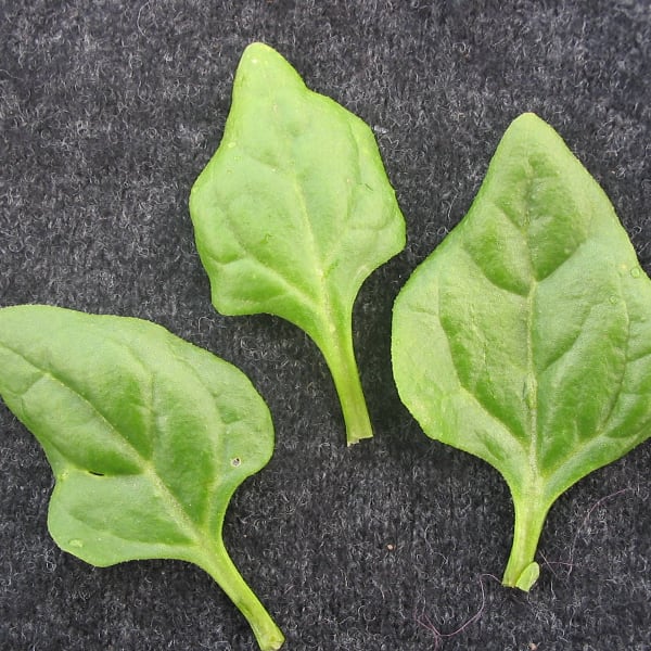 Specialty Greens