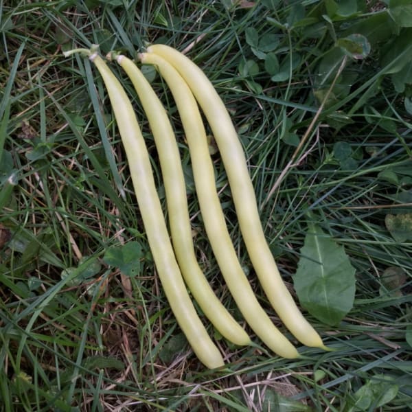 Bush Wax Beans