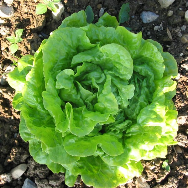 Butterhead Lettuce