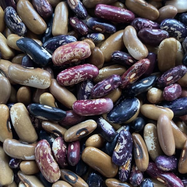Shell and Dry Bush Beans