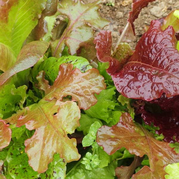 All Other Lettuce