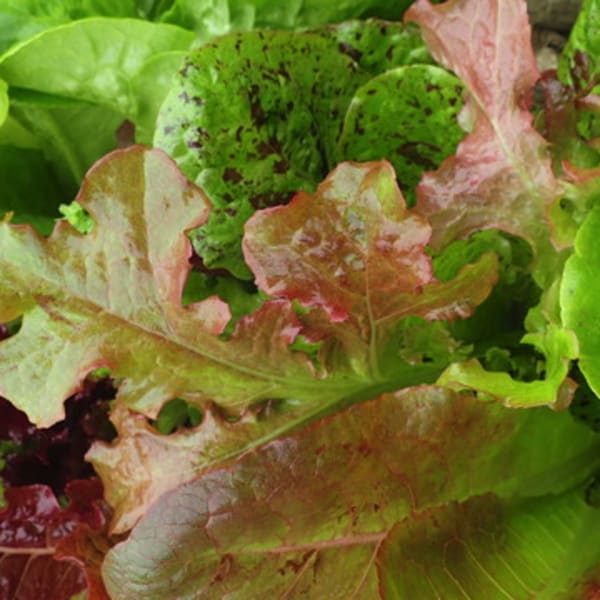 All Other Greens