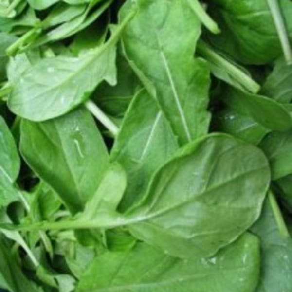 Arugula