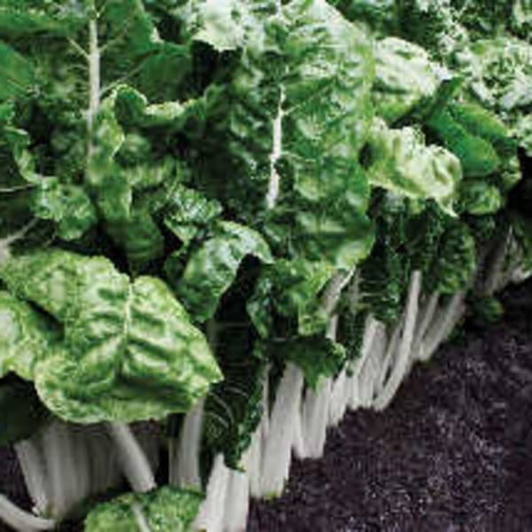 Chard