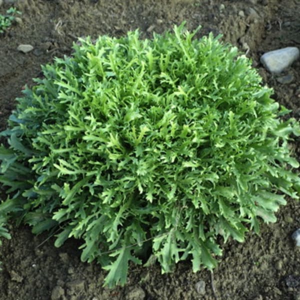 Endive