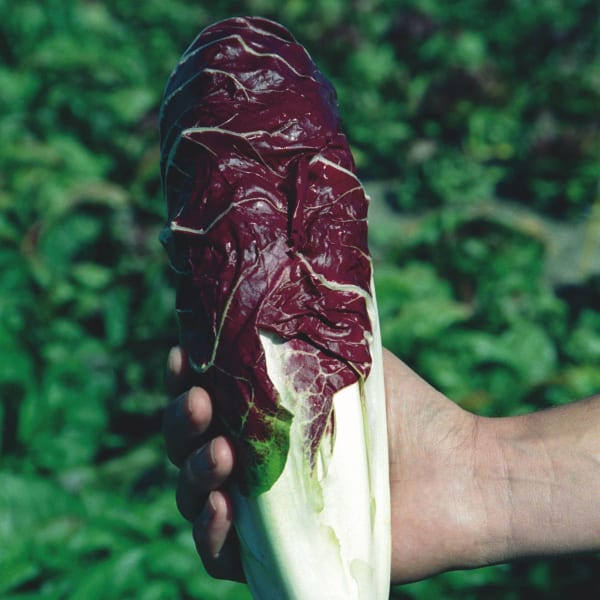 Radicchio