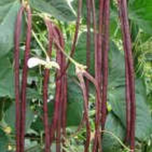 Bean Seeds - Fedco Seeds