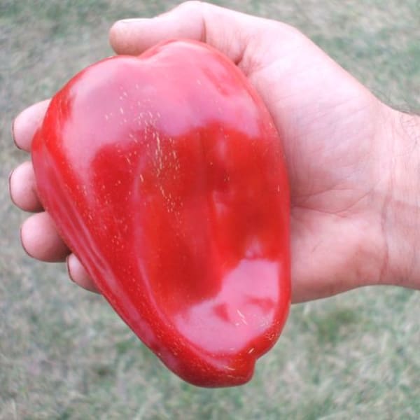 Sweet Bell Peppers