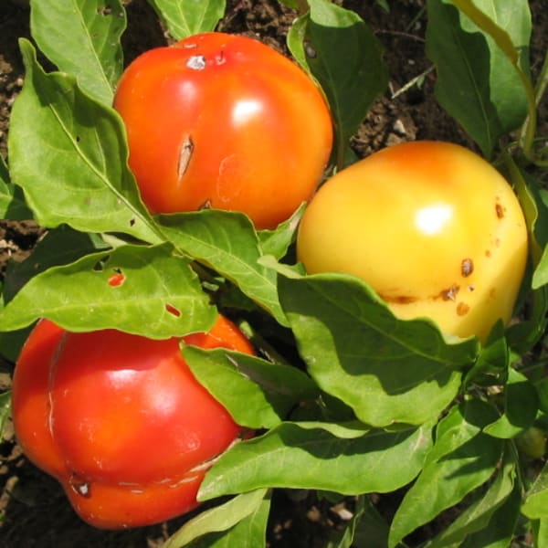 Cheese Peppers