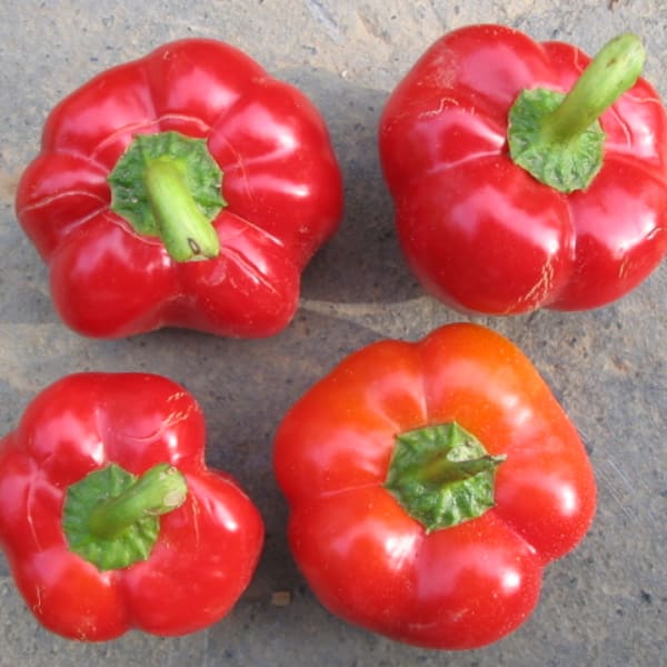 Pimiento Peppers