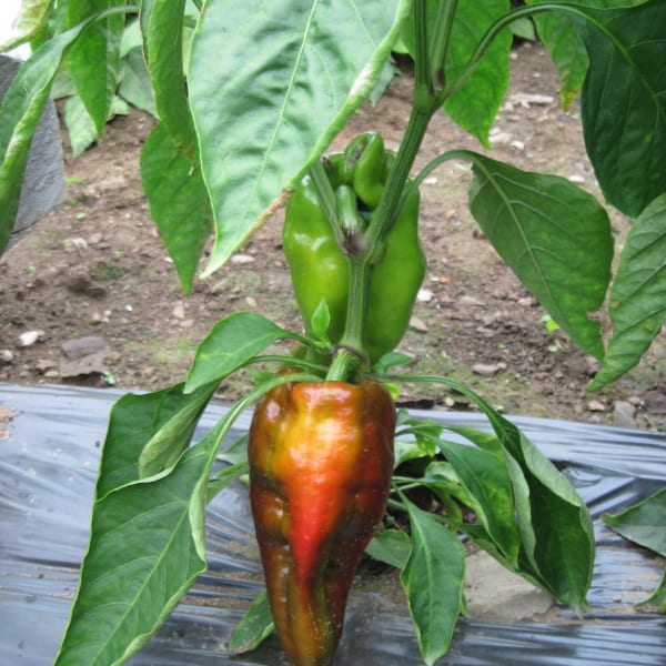 Hot Peppers