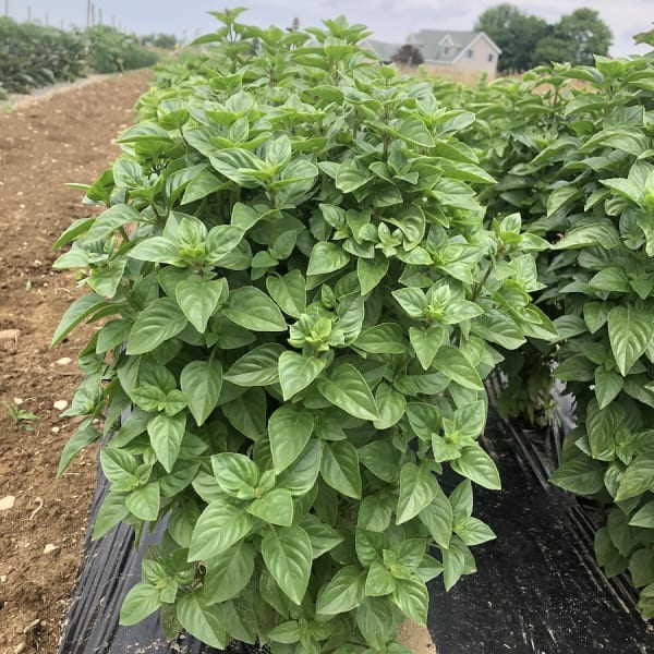 Lemon Basil