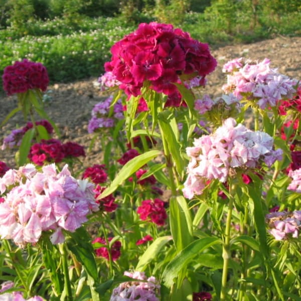 All Other Dianthus