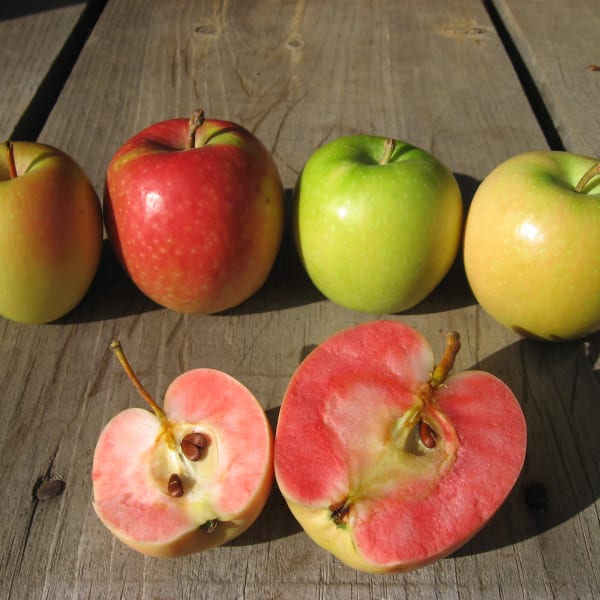 All Other Apples