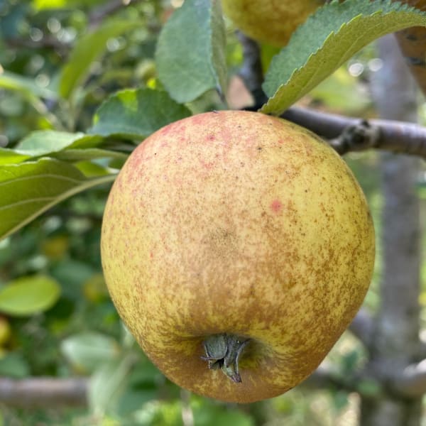 Cider Apples