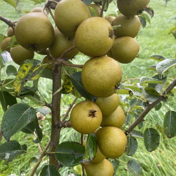 Perry Pears