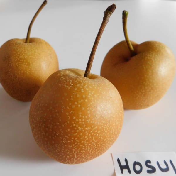 Asian Pears