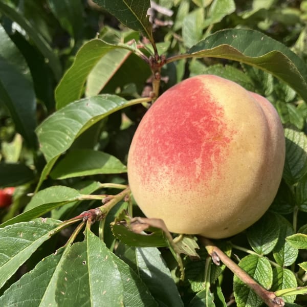 All Other Peaches