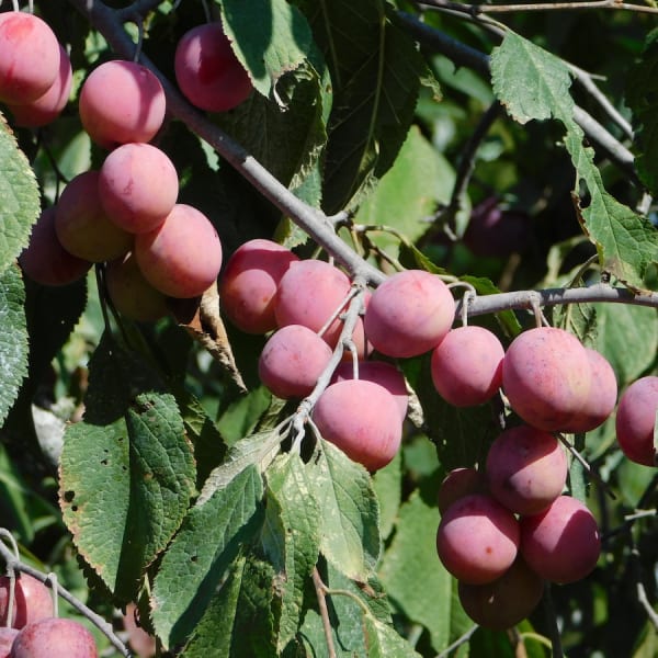American Plums