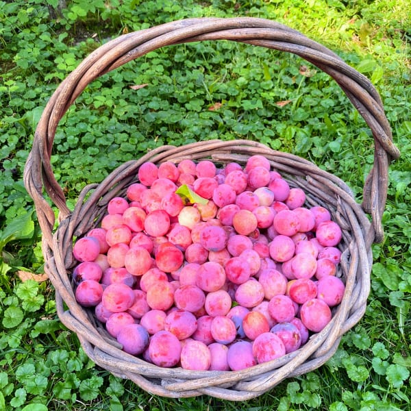 Nigra Plums