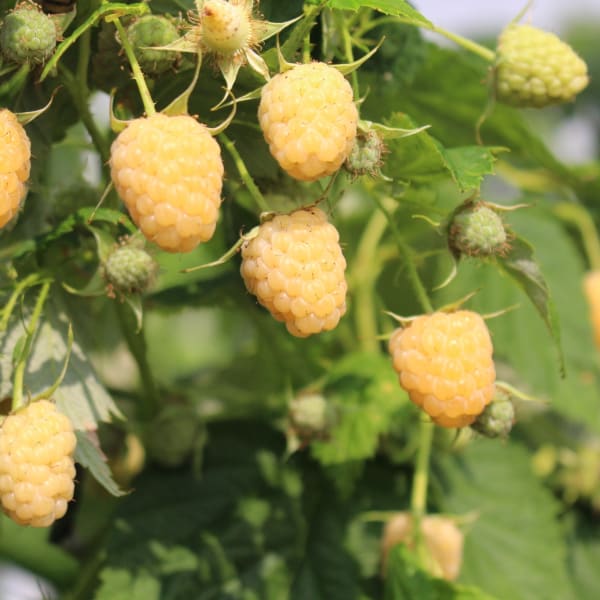 Everbearing Raspberries