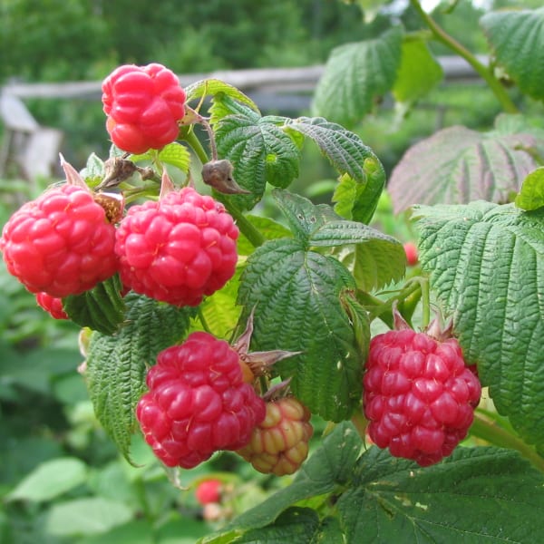 Summer-Bearing Raspberries