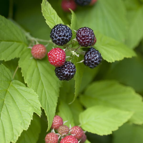 Black Raspberries