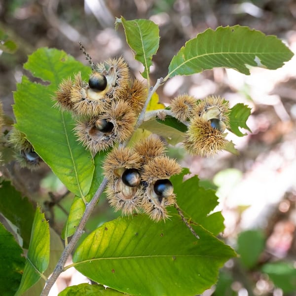 Chinquapin