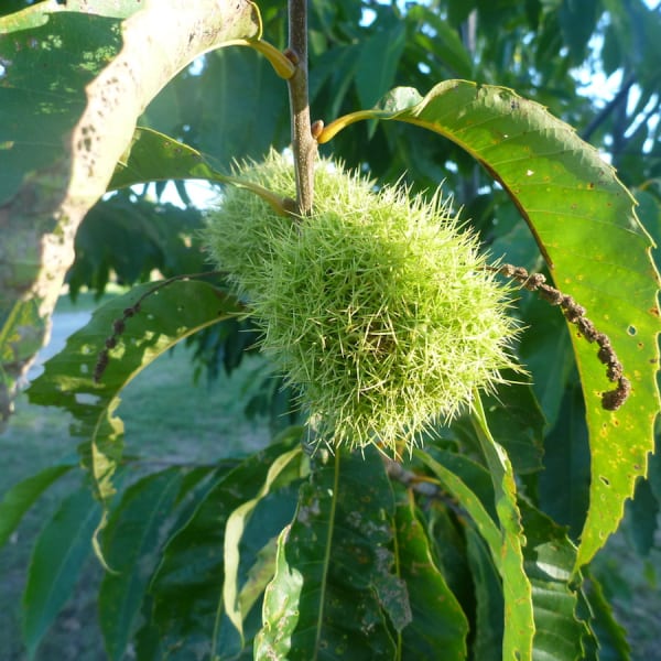 Chestnut