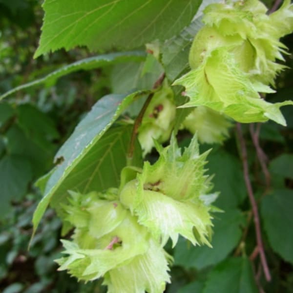 Hazelnut