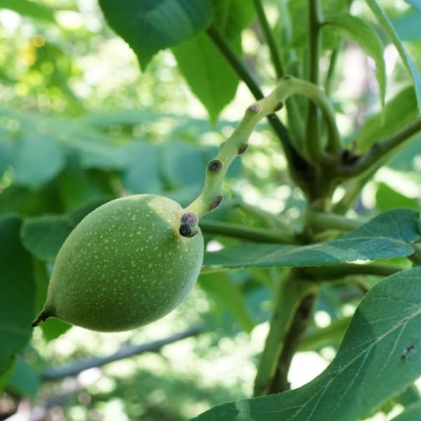 Walnut