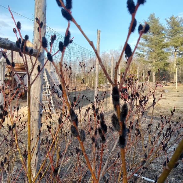All Other Willows